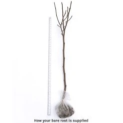 Magnolia Denudata 'Sunrise' (Patio Standard) -plant bare root 21