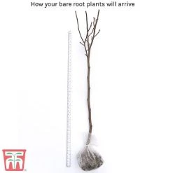 Magnolia 'Red Lucky' (Standard) -plant bare root2