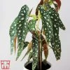 Begonia Maculata