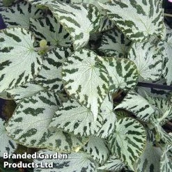 Begonia 'Silver Jewel'