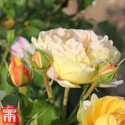 Rose 'Belle Du Jour' 7 Rose 'Belle Du Jour' -plant belle4