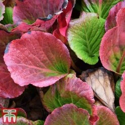 Bergenia Purpurascens -plant berg purp3