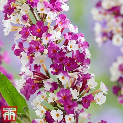 Buddleja 'Berries And Cream' 2 Buddleja 'Berries And Cream' - Image 2