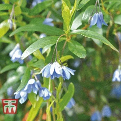 Sollya Heterophylla -plant bluebell creeper