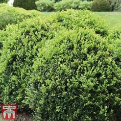 Box Ball -plant box ball2