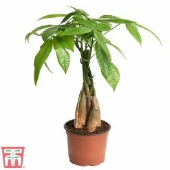 Pachira Aquatica Tree With Braided Stem 6 Pachira Aquatica Tree With Braided Stem -plant braid