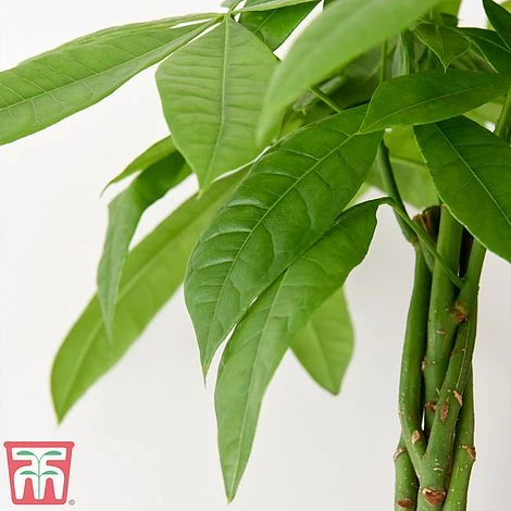 Pachira Aquatica Tree With Braided Stem 2 Pachira Aquatica Tree With Braided Stem - Image 2