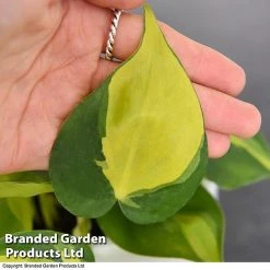 Philodendron Scandens Brasil 7 Philodendron Scandens Brasil -plant brasil