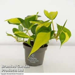 Philodendron Scandens Brasil 9 Philodendron Scandens Brasil -plant brasil2