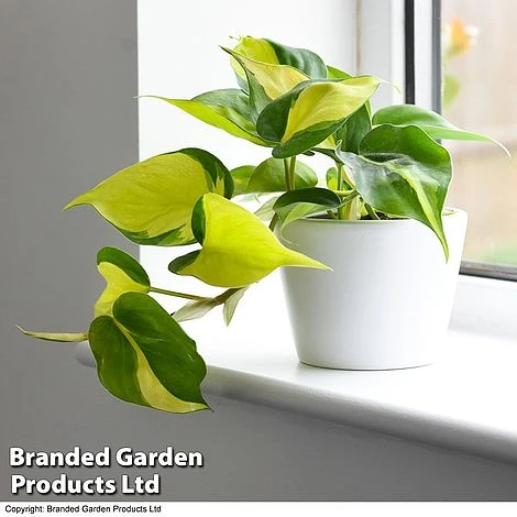 Philodendron Scandens Brasil 1 Philodendron Scandens Brasil