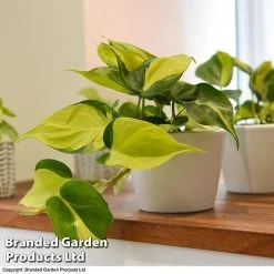 Philodendron Scandens Brasil 8 Philodendron Scandens Brasil -plant brasil4