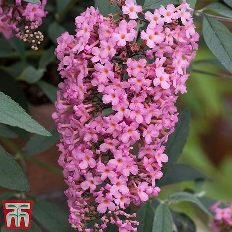 Buddleja 'Pink Cascade' 3 Buddleja 'Pink Cascade' - Image 3