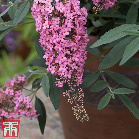 Buddleja 'Pink Cascade' 2 Buddleja 'Pink Cascade' - Image 2