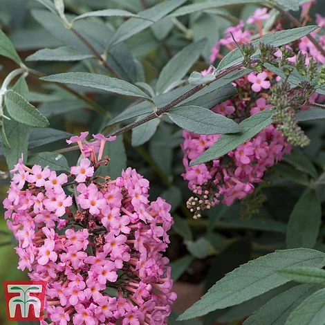 Buddleja 'Pink Cascade' 4 Buddleja 'Pink Cascade' - Image 4