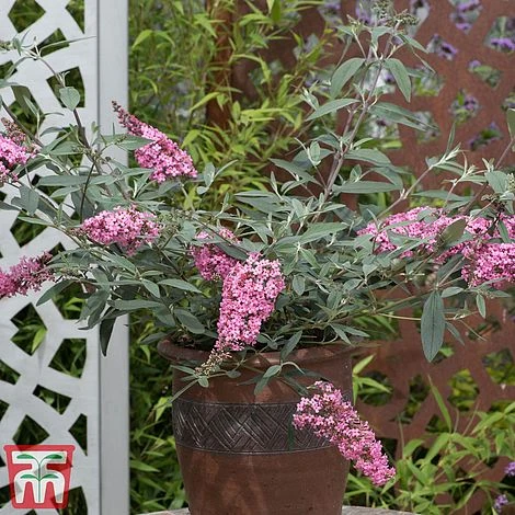 Buddleja 'Pink Cascade' 5 Buddleja 'Pink Cascade' - Image 5