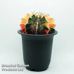 Cactus Gymnocalycium Mihanovichii F. Variegata Mixed 12 Cactus Gymnocalycium Mihanovichii F. Variegata Mixed -plant cacts