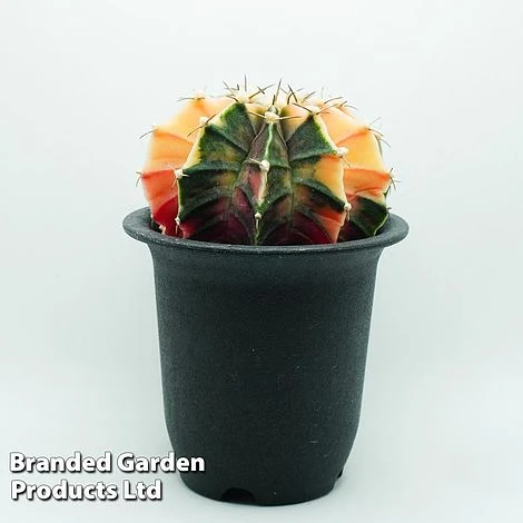 Cactus Gymnocalycium Mihanovichii F. Variegata Mixed 6 Cactus Gymnocalycium Mihanovichii F. Variegata Mixed - Image 6