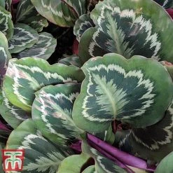 Calathea Roseopicta 'Medallion' 26 Calathea Roseopicta 'Medallion' -plant cal1