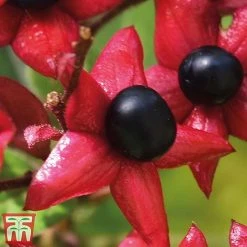 Clerodendrum Trichotomum -plant cal2