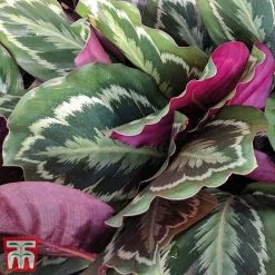 Calathea Roseopicta 'Medallion' 27 Calathea Roseopicta 'Medallion' -plant cal31