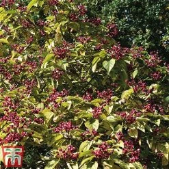 Clerodendrum Trichotomum -plant cal4