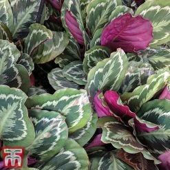 Calathea Roseopicta 'Medallion' 25 Calathea Roseopicta 'Medallion' -plant cal41