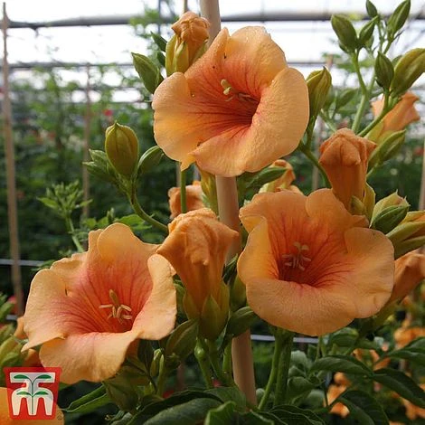 Campsis X Tagliabuana 'Summer Jazz - Gold' 1 Campsis X Tagliabuana 'Summer Jazz - Gold'