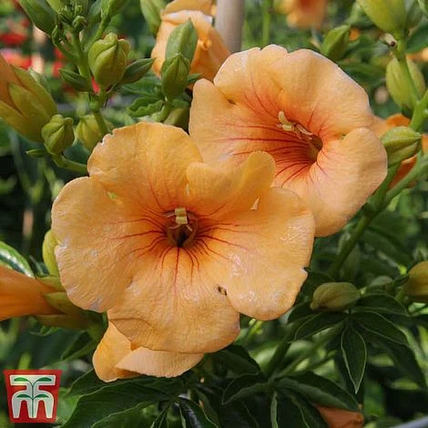 Campsis X Tagliabuana 'Summer Jazz - Gold' 2 Campsis X Tagliabuana 'Summer Jazz - Gold' - Image 2