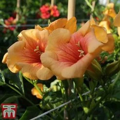 Campsis X Tagliabuana 'Summer Jazz - Gold' 8 Campsis X Tagliabuana 'Summer Jazz - Gold' -plant camp jazz3