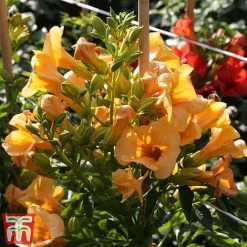 Campsis X Tagliabuana 'Summer Jazz - Gold' 9 Campsis X Tagliabuana 'Summer Jazz - Gold' -plant camp jazz4