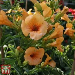 Campsis X Tagliabuana 'Summer Jazz - Gold' 11 Campsis X Tagliabuana 'Summer Jazz - Gold' -plant camp jazz6