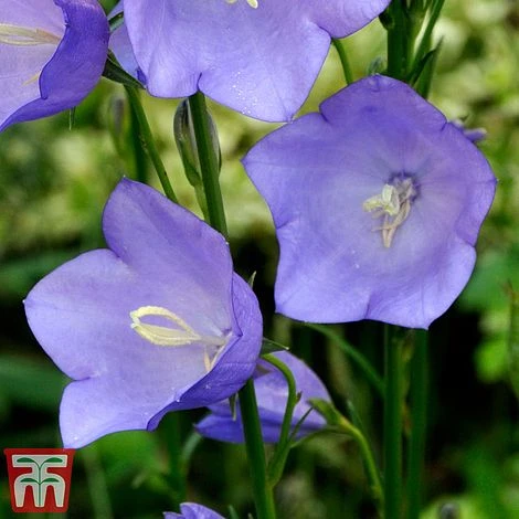 Campanula Medium 'Blue' 2 Campanula Medium 'Blue' - Image 2