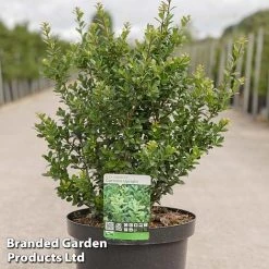 Ilex Crenata 'Caroline Upright'