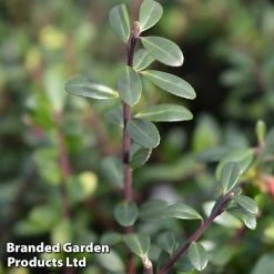 Ilex Crenata 'Caroline Upright' -plant caroline2