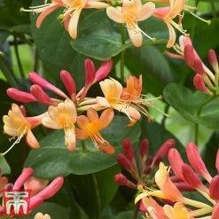 Honeysuckle 'Celestial' -plant cele2