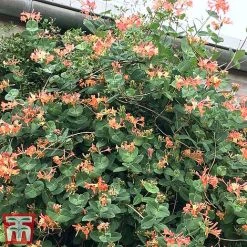 Honeysuckle 'Celestial' -plant cele3
