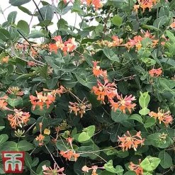 Honeysuckle 'Celestial' -plant cele4