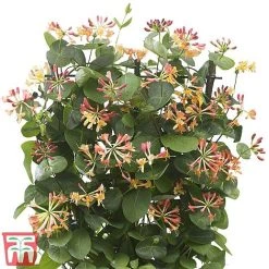 Honeysuckle 'Celestial' -plant cele5