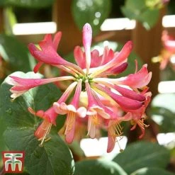 Honeysuckle 'Celestial' -plant cele7