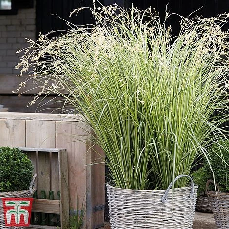 Chlorophytum Saundersiae 'Starlight' 1 Chlorophytum Saundersiae 'Starlight'