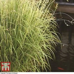 Chlorophytum Saundersiae 'Starlight' 19 Chlorophytum Saundersiae 'Starlight' -plant chlc