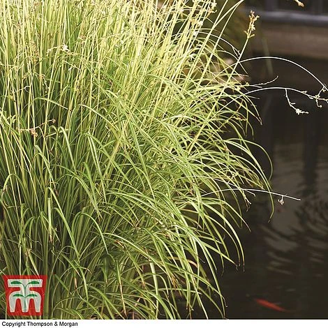 Chlorophytum Saundersiae 'Starlight' 10 Chlorophytum Saundersiae 'Starlight' - Image 10