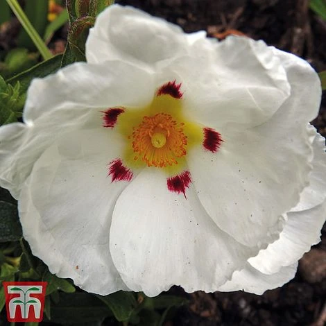 Cistus X Purpureus 'Alan Fradd' 1 Cistus X Purpureus 'Alan Fradd'