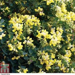Coronilla Valentina Subsp. Glauca 'Citrina' -plant cit