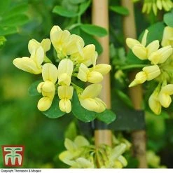 Coronilla Valentina Subsp. Glauca 'Citrina' -plant citrinia 2