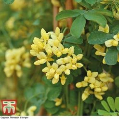 Coronilla Valentina Subsp. Glauca 'Citrina' -plant citrinia 3