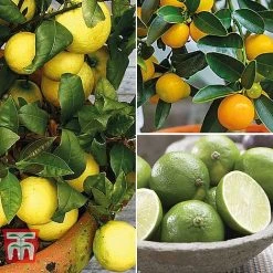 Citrus Tree Collection 11 Citrus Tree Collection -plant citrus t10993 A