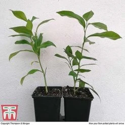 Citrus Tree Collection 9 Citrus Tree Collection -plant citrus t10993 ARRIVAL