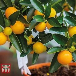Citrus Tree Collection 8 Citrus Tree Collection -plant citrus t10993 C