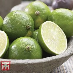 Citrus Tree Collection 10 Citrus Tree Collection -plant citrus t10993 D